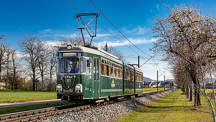 rnv-Eventfahrzeug Sixty im Grünen