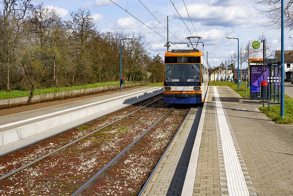 Das mit Sedum begrünte Gleis an der Haltestelle Talstraße, die viele Gäste der bald beginnenden Bundesgartenschau in Mannheim ansteuern werden.